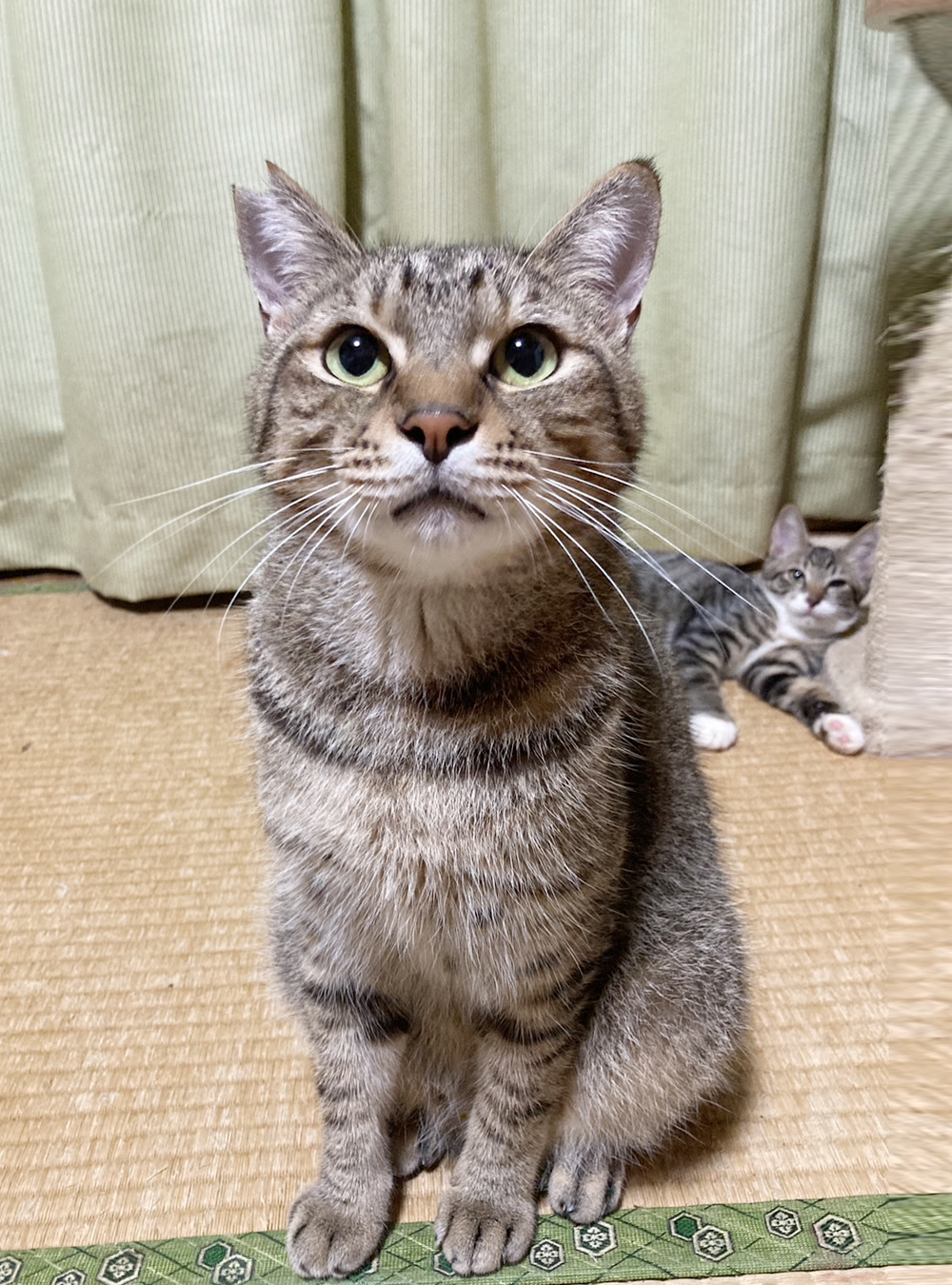 クールに見えて、子猫みたいに純粋な『シマさん』２歳