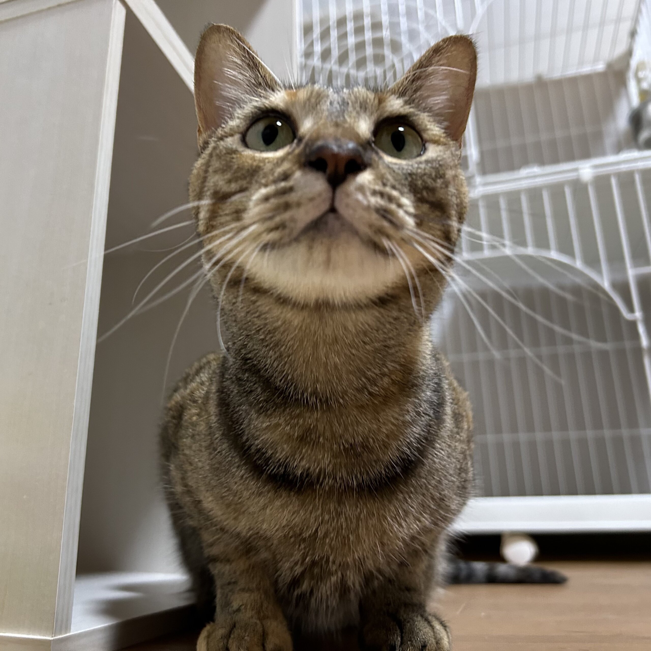 人馴れ抜群アデルちゃん・猫メス1歳位