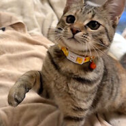 なれなれ美形姉妹♪茶キジ★ターちゃん 4ヵ月