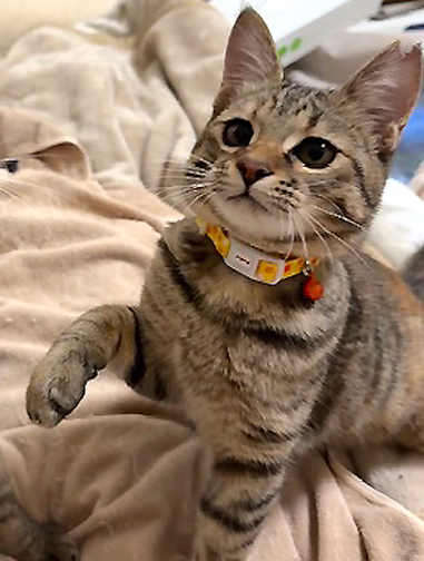 なれなれ美形姉妹♪茶キジ★ターちゃん 4ヵ月