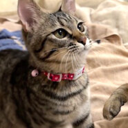 なれなれ美形姉妹♪キジトラ★ハーちゃん 4ヵ月