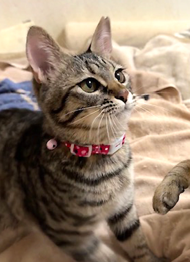 なれなれ美形姉妹♪キジトラ★ハーちゃん 4ヵ月