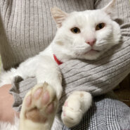 ６キロ越えの大型白猫！おっとり癒し系『しろちゃん』