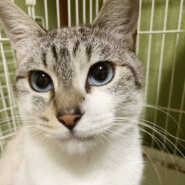 アイスブルーの瞳♪シャムトラ『しろもこ』２歳