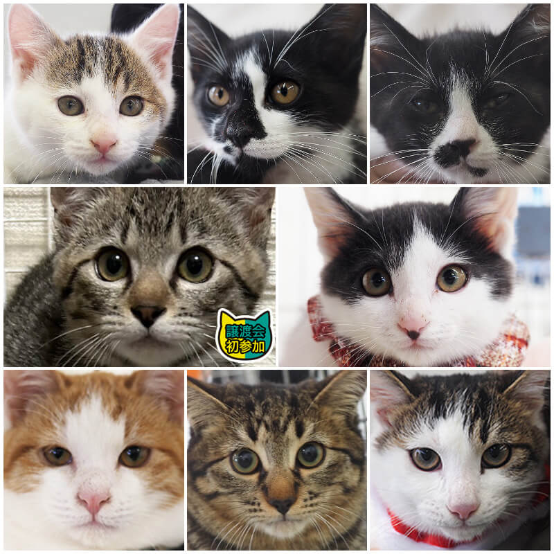 子猫いるよ！子猫中猫20匹くらい／みよし市