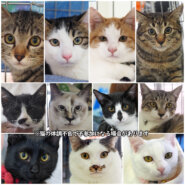 子猫います！子猫中猫20匹～25匹♪みよし市