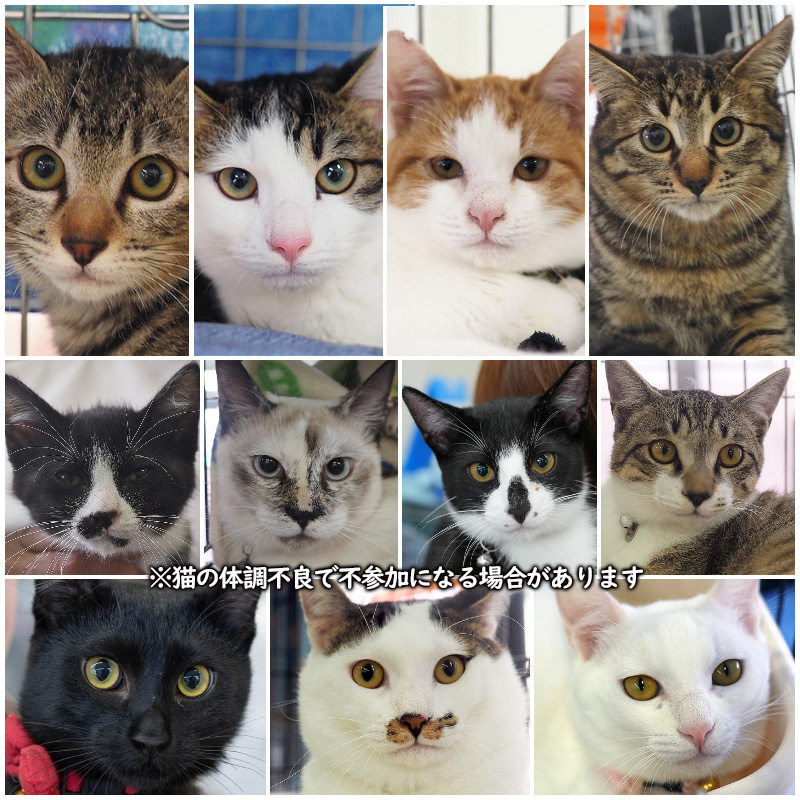 子猫います！子猫中猫20匹～25匹♪みよし市