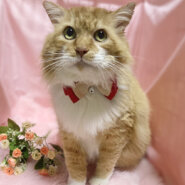 大型猫！超甘えん坊♥ゴージャス長毛『ルック』７歳