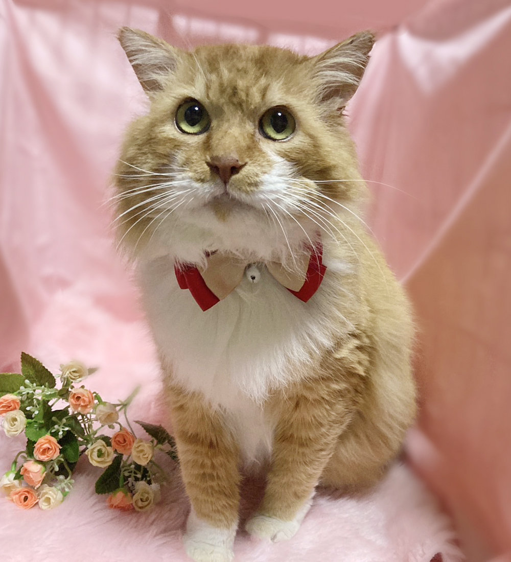 大型猫！超甘えん坊♥ゴージャス長毛『ルック』７歳