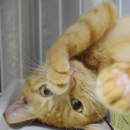 だっこ大好き甘えん坊大魔神！茶トラ