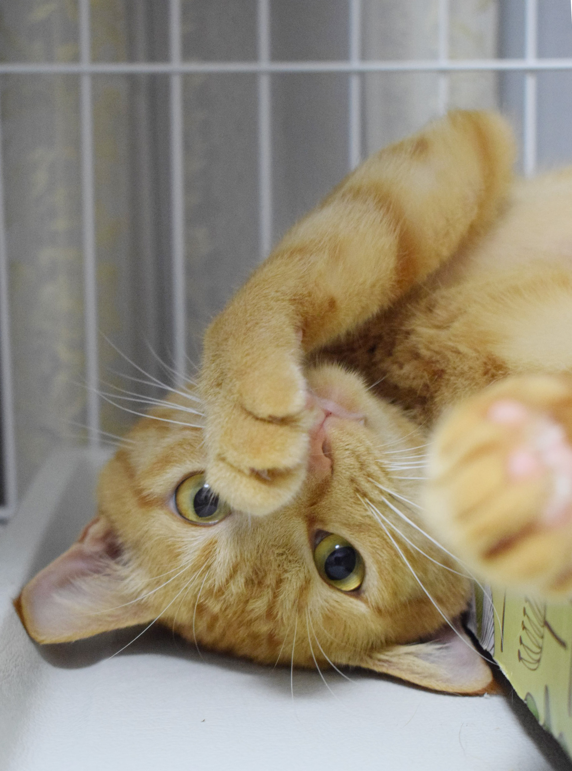 だっこ大好き甘えん坊大魔神！茶トラ