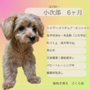 仔犬６ヶ月　トイプー×ミニチュア・ピンシャー 男の子