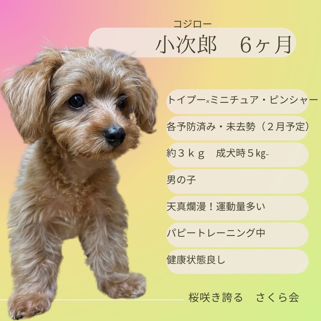 仔犬６ヶ月　トイプー×ミニチュア・ピンシャー 男の子