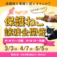 保護ねこの家譲渡会 in 天王寺
