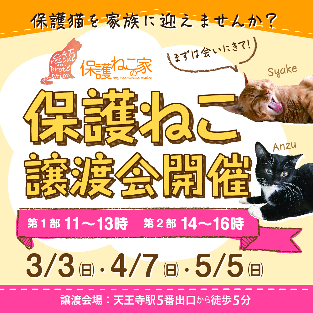 保護ねこの家譲渡会 in 天王寺