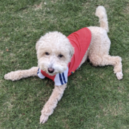 2歳0ヶ月の人懐っこい小型犬(男の子)