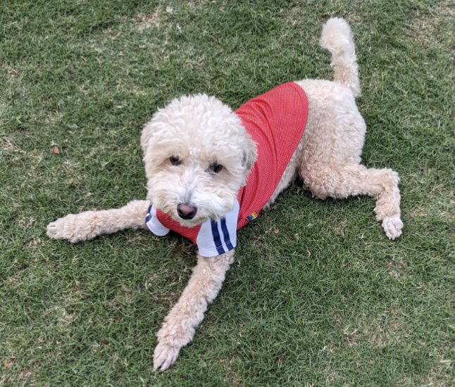 2歳0ヶ月の人懐っこい小型犬(男の子)