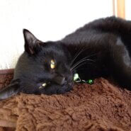 【譲渡決定】スナオ：ふわふわな黒猫の男の子