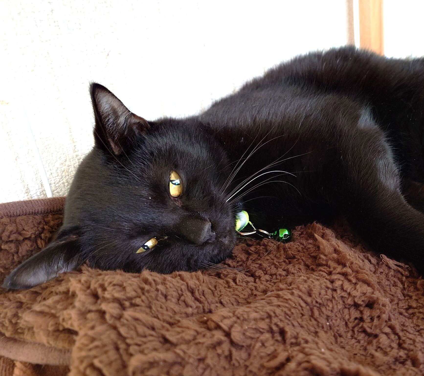 【譲渡決定】スナオ：ふわふわな黒猫の男の子