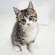 悶絶かわいい！キジ白の女の子