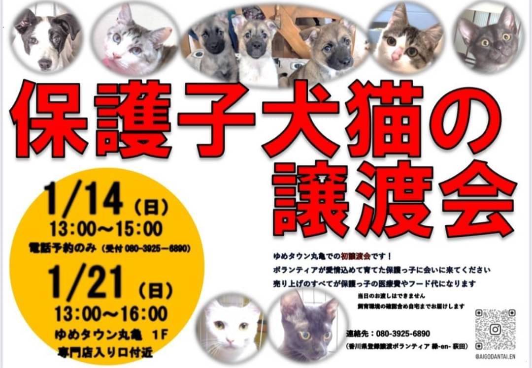 保護子犬猫の譲渡会