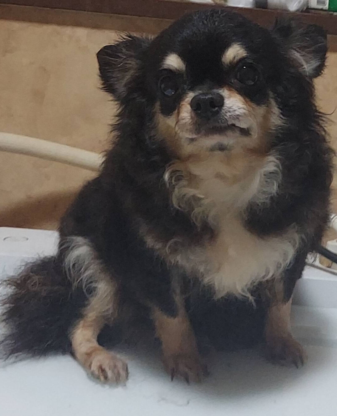 里親様決まりました。