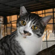 【譲渡決定】ファニー：真ん丸お目目のイケにゃん男子