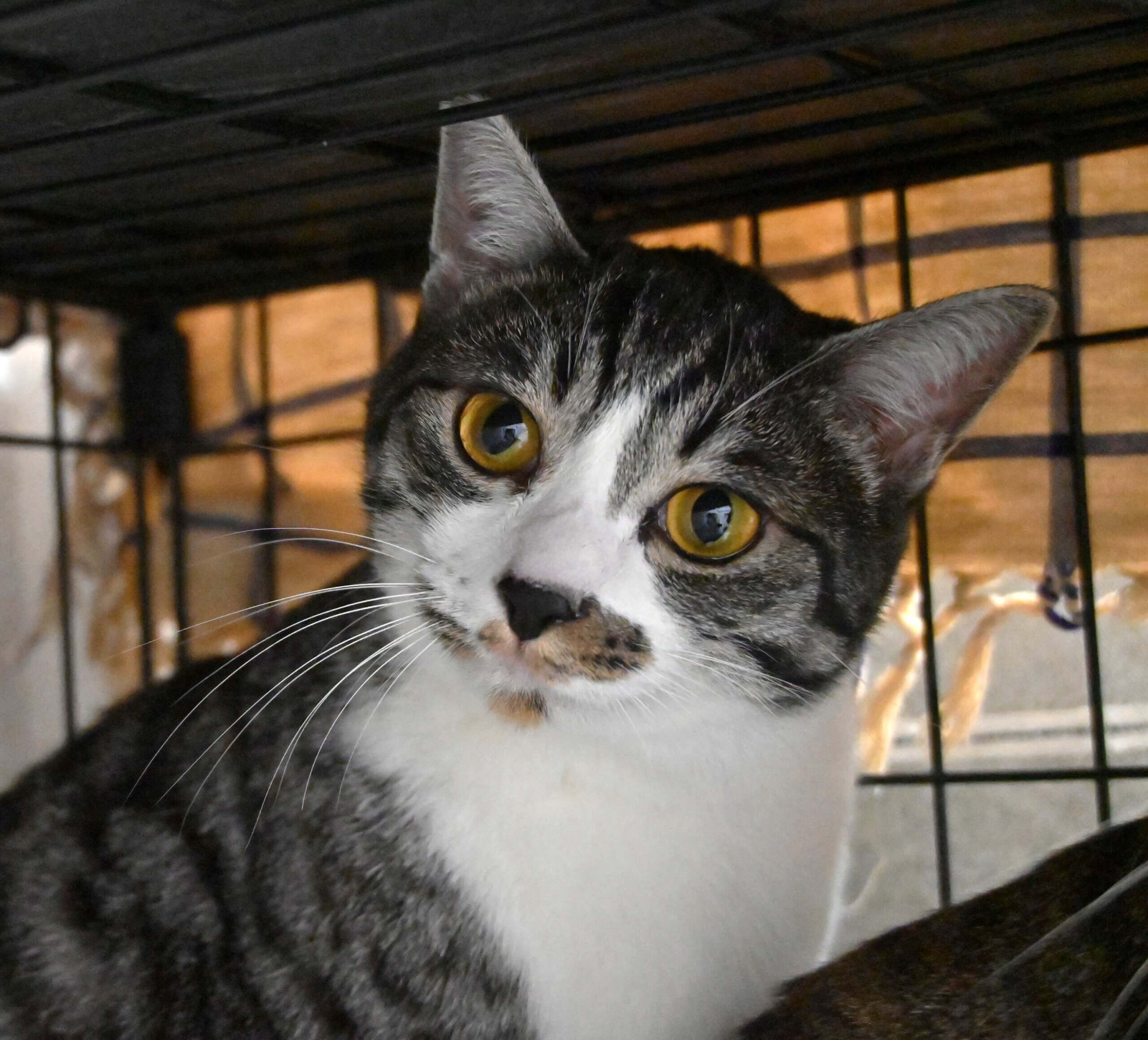 【譲渡決定】ファニー：真ん丸お目目のイケにゃん男子