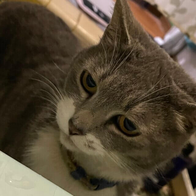 【急募】半年ほど猫の預かりをしてくださる方