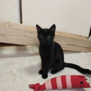 生後3か月：しっぽの先がカギ型の子猫(女の子)