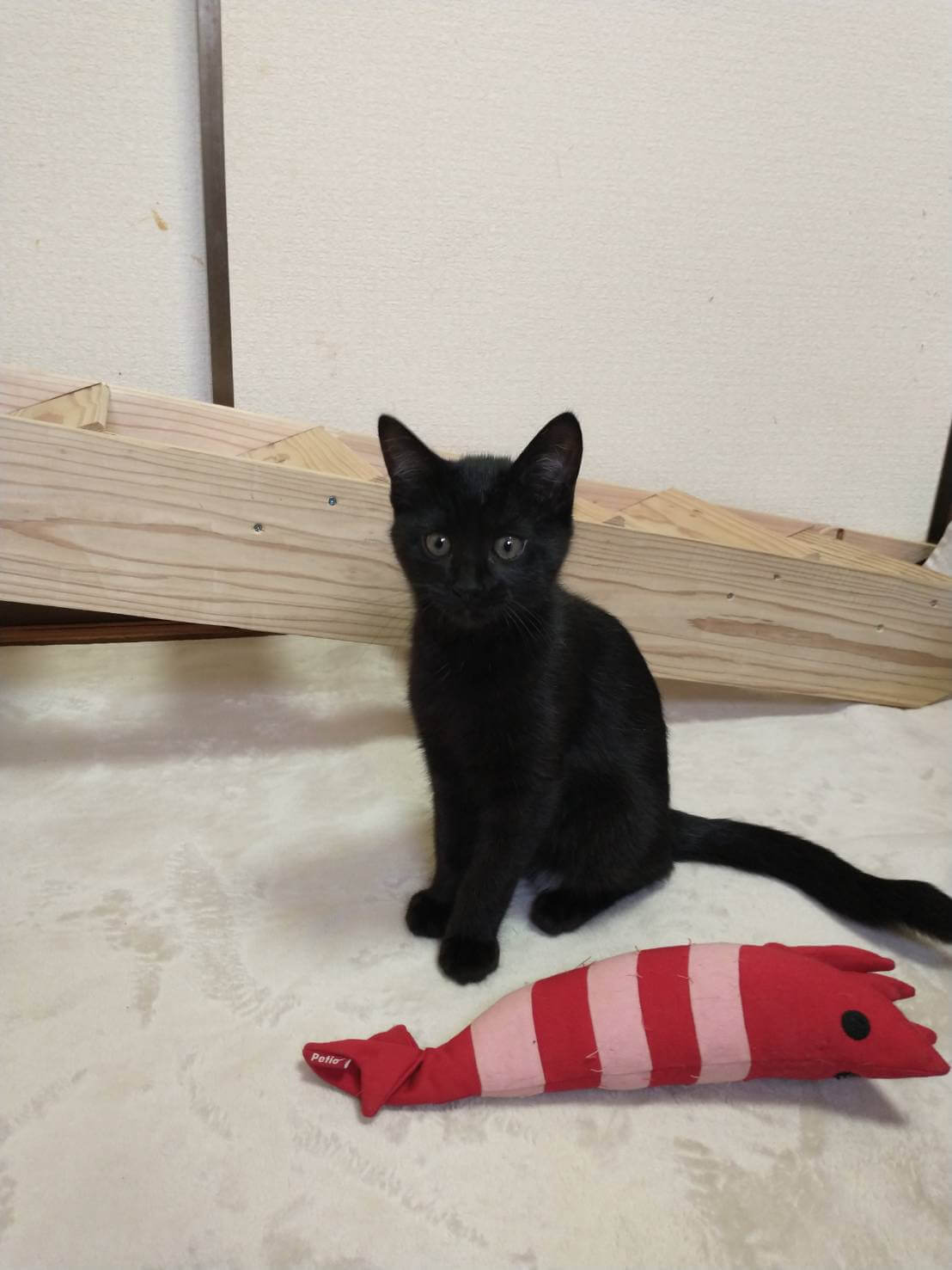 生後3か月：しっぽの先がカギ型の子猫(女の子)