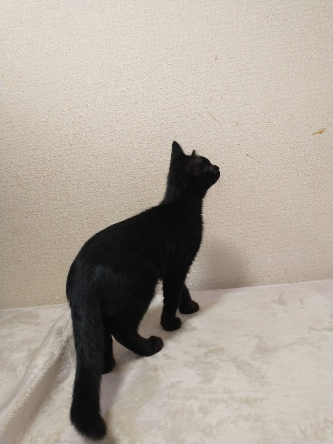 生後3か月：しっぽの先がくるんと丸い仔猫（男の子）