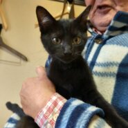 生後3か月：黒猫（男の子）