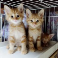 in江南市☆全部で40匹～2会場で子猫がいる大祭り！☆2024年1月14日（日）～ 非営利団体「ちーむ にゃいんず」