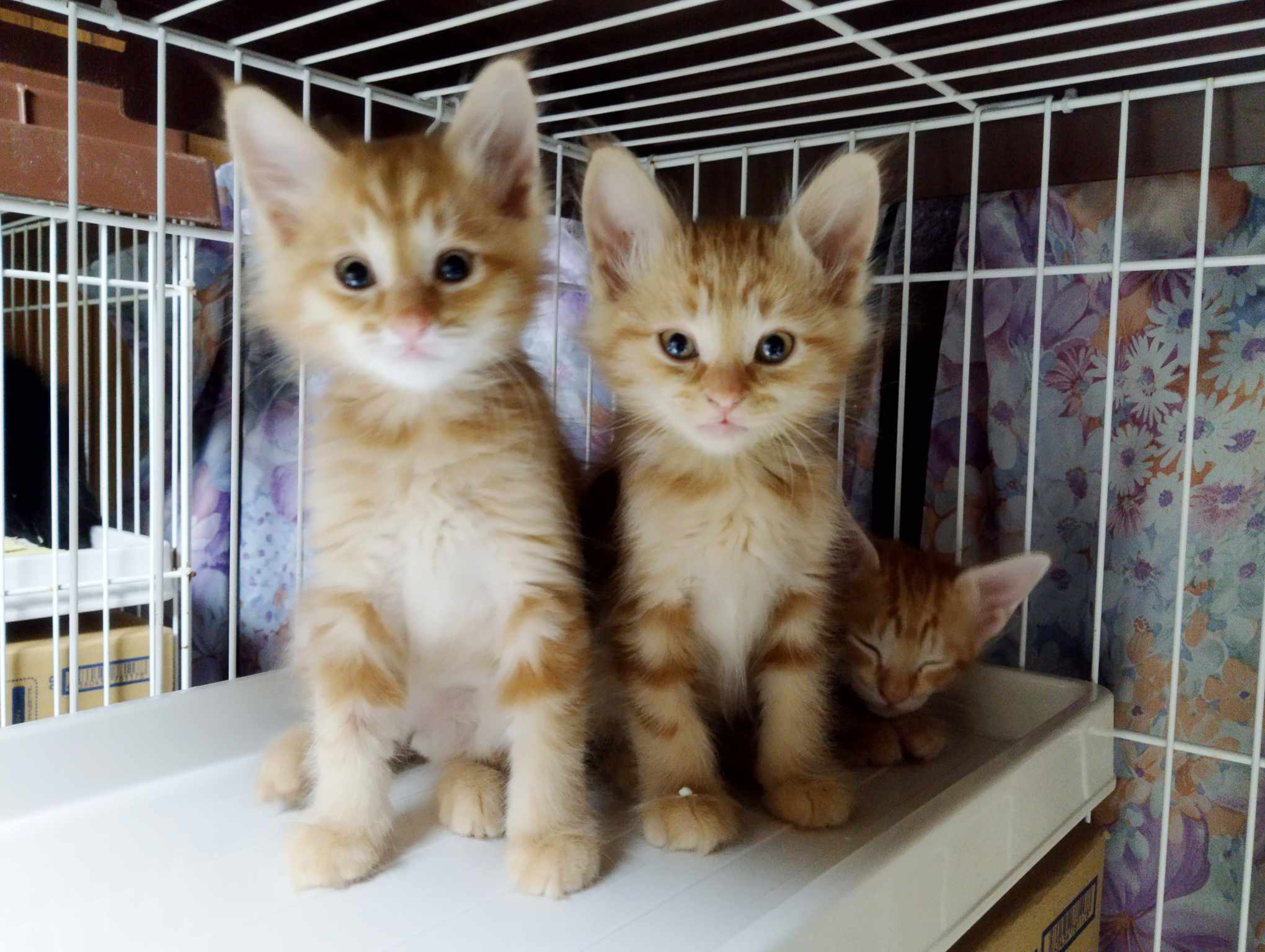 in江南市☆全部で40匹～2会場で子猫がいる大祭り！☆2024年1月14日（日）～ 非営利団体「ちーむ にゃいんず」