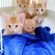 in瀬戸市☆全部で40匹～2会場で子猫がいる大祭り！☆2024年1月14日（日）～ 非営利団体「ちーむ にゃいんず」