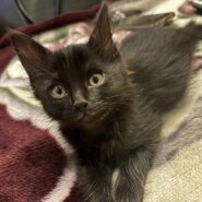 in春日井市☆2会場合わせて40匹～子猫もいる譲渡会☆2024年1月20日（土）～ 非営利団体「ちーむ にゃいんず」