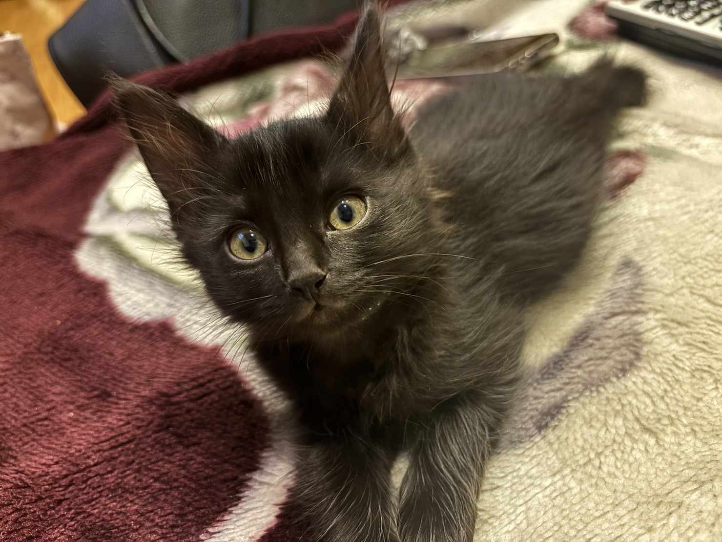 in春日井市☆2会場合わせて40匹～子猫もいる譲渡会☆2024年1月20日（土）～ 非営利団体「ちーむ にゃいんず」