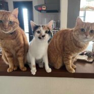 in豊明市☆2会場合わせて40匹～子猫もいる譲渡会☆2024年1月20日（土）～ 非営利団体「ちーむ にゃいんず」