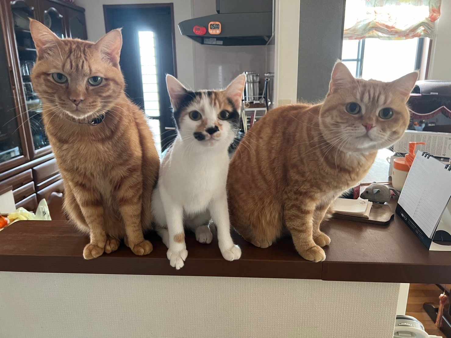 in豊明市☆2会場合わせて40匹～子猫もいる譲渡会☆2024年1月20日（土）～ 非営利団体「ちーむ にゃいんず」