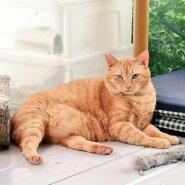 モフネコで大福もちみたいにかわいいぷぅた