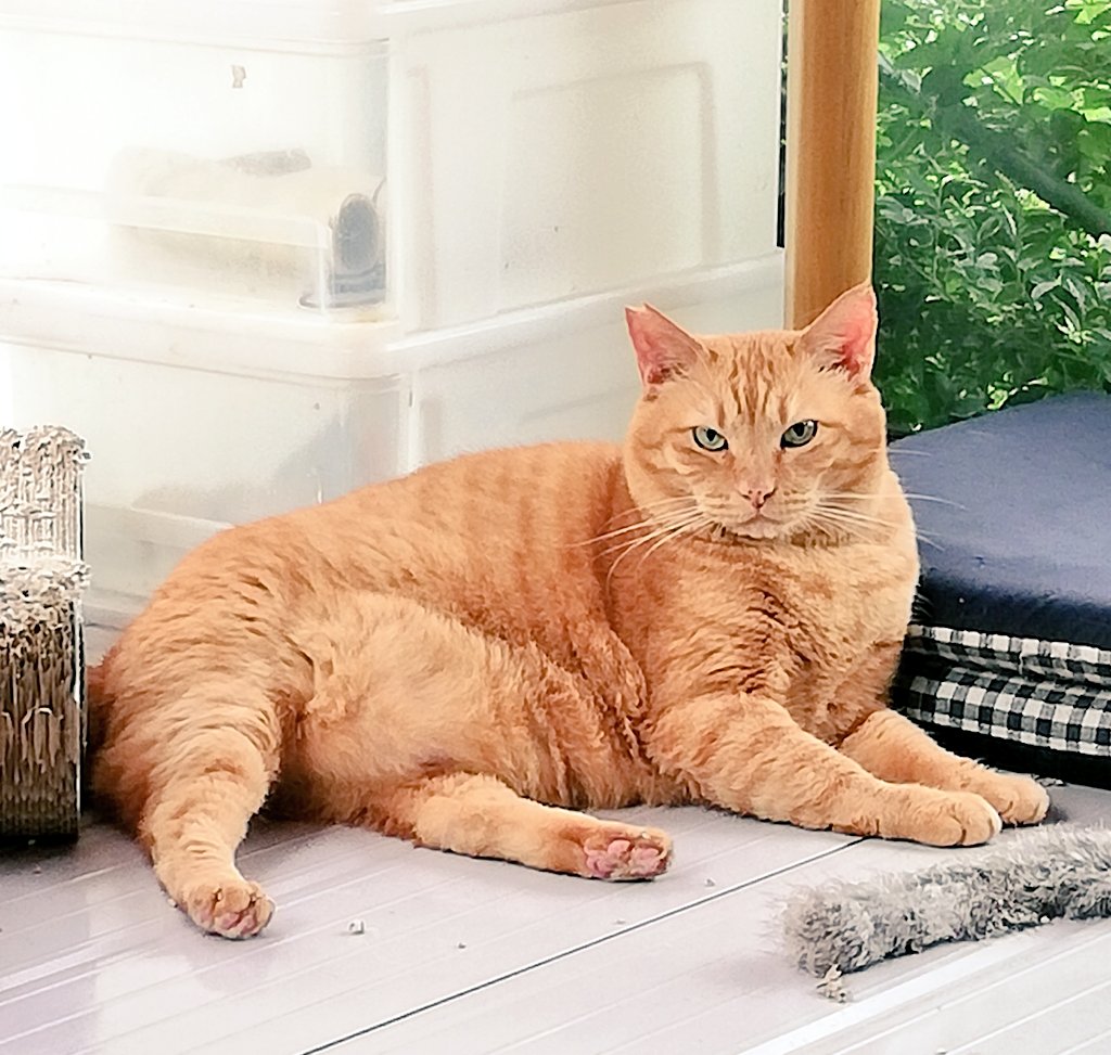 モフネコで大福もちみたいにかわいいぷぅた