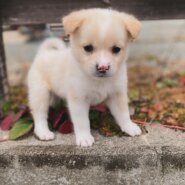 1ヶ月のふわふわかわいい「コッタくん」