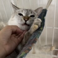 【白血病キャリア】かわいい怖がりさんミルキー