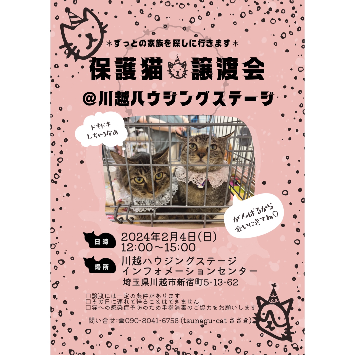 保護猫譲渡会@川越ハウジングステージ