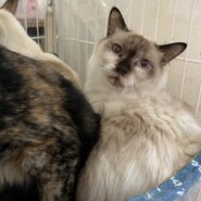 【ダブルキャリア】長毛のびじんさんながれぼし