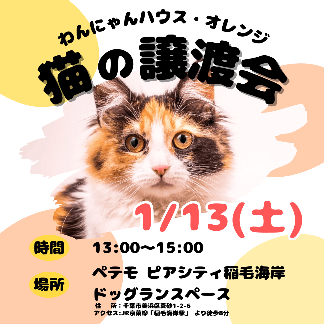 わんにゃんハウス・オレンジ★猫の譲渡会