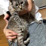 保護猫ハウスの猫達のお世話ボランティアさん募集