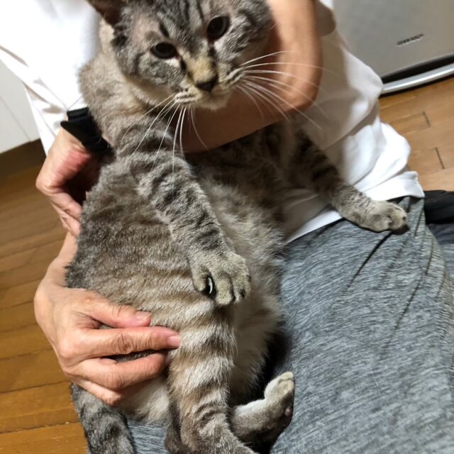 保護猫ハウスの猫達のお世話ボランティアさん募集