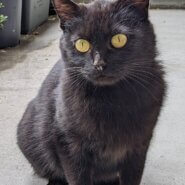 丹波┊︎ゴロふみ構ってちゃんな真っ黒猫